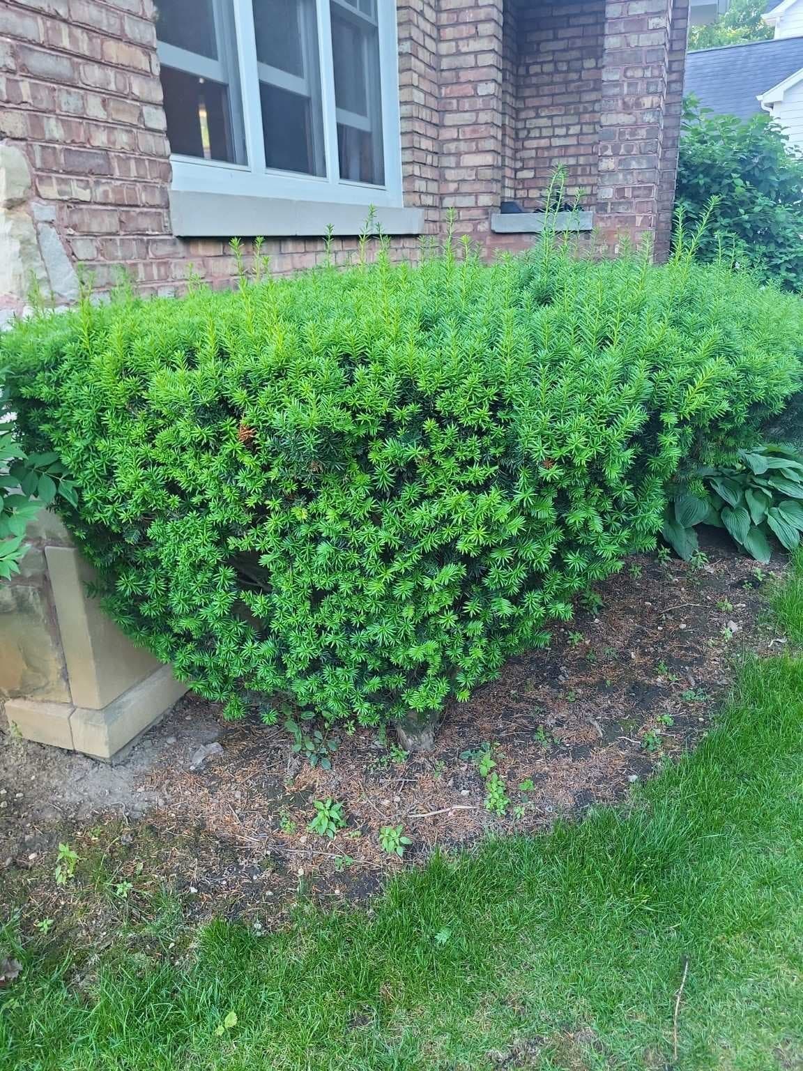 Mature Japanese Yew Shrubs, 5+ ft, Established - Row of 2-3 Plants, Price is for all