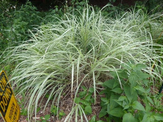 Variegated Ornamental Grass Clumps, Large ~48x48in, Dig-Your-Own (8 available)